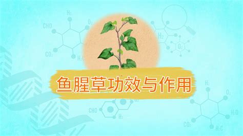 LP33益生菌功效如何影響你的過敏體質？